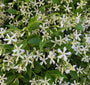 toscaanse jasmijn witte bloemen heerlijke geuren toscaanse jasmijn witte bloemen heerlijke geuren