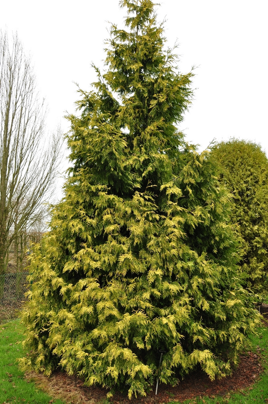 Thuja plicata 'Zebrina Extra Gold' haag kopen? Yarinde.nl
