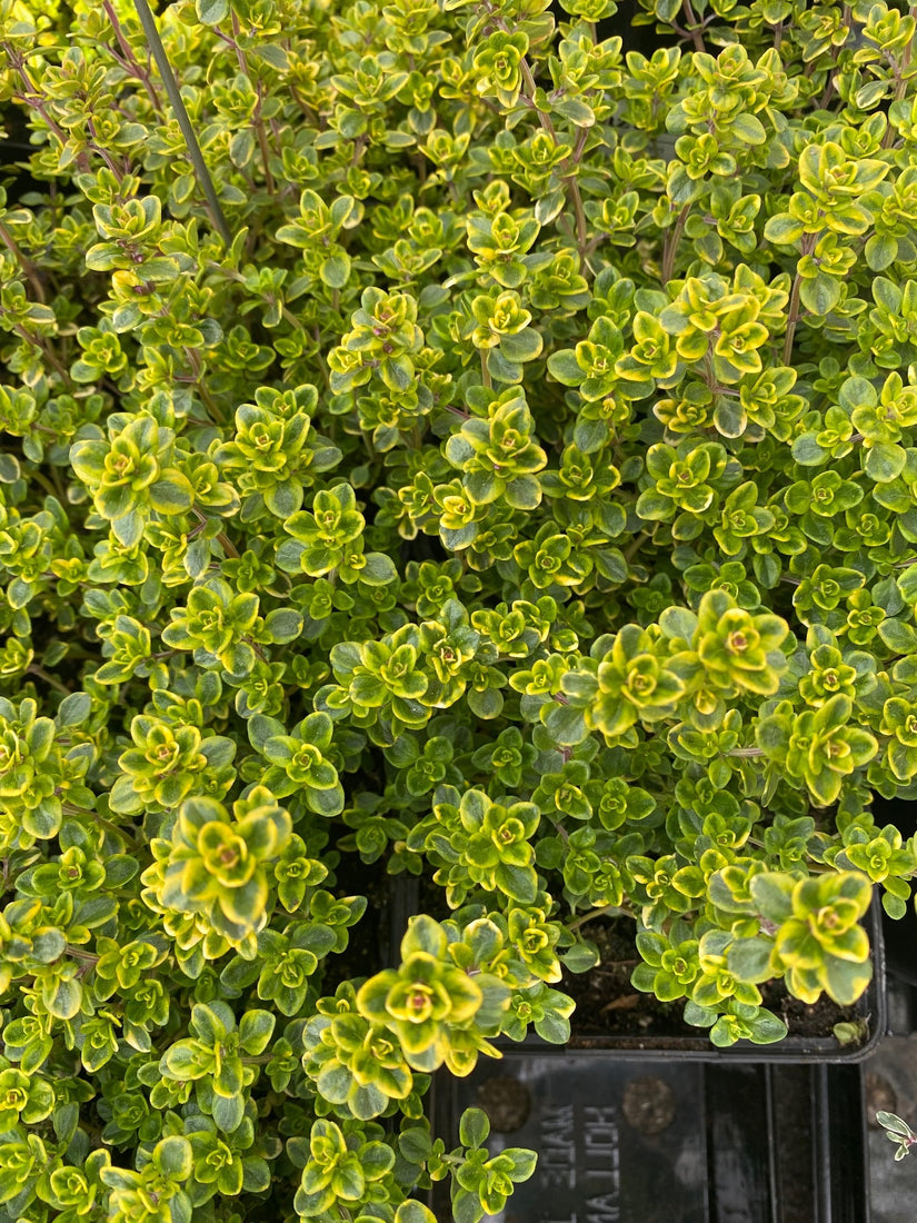 Tijm - Thymus 'Doone Valley' - bodembedekker Tijm - Thymus 'Doone Valley' - bodembedekker