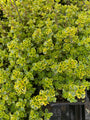 Tijm - Thymus 'Doone Valley' - bodembedekker Tijm - Thymus 'Doone Valley' - bodembedekker