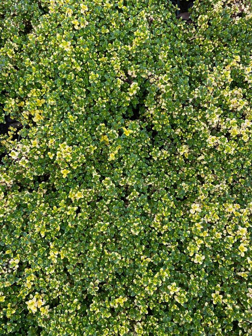 Thymus 'Doone Valley' (per/m2) Thymus 'Doone Valley' (per/m2)
