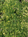 Thymus 'Doone Valley' (per/m2) Thymus 'Doone Valley' (per/m2)