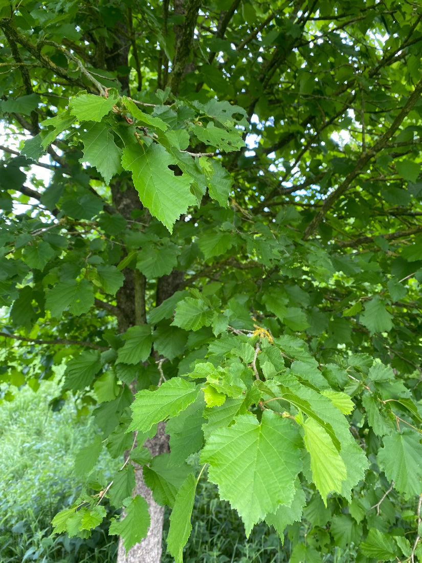 Turkse hazelaar - Corylus colurna Turkse hazelaar - Corylus colurna