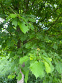 Turkse hazelaar - Corylus colurna Turkse hazelaar - Corylus colurna