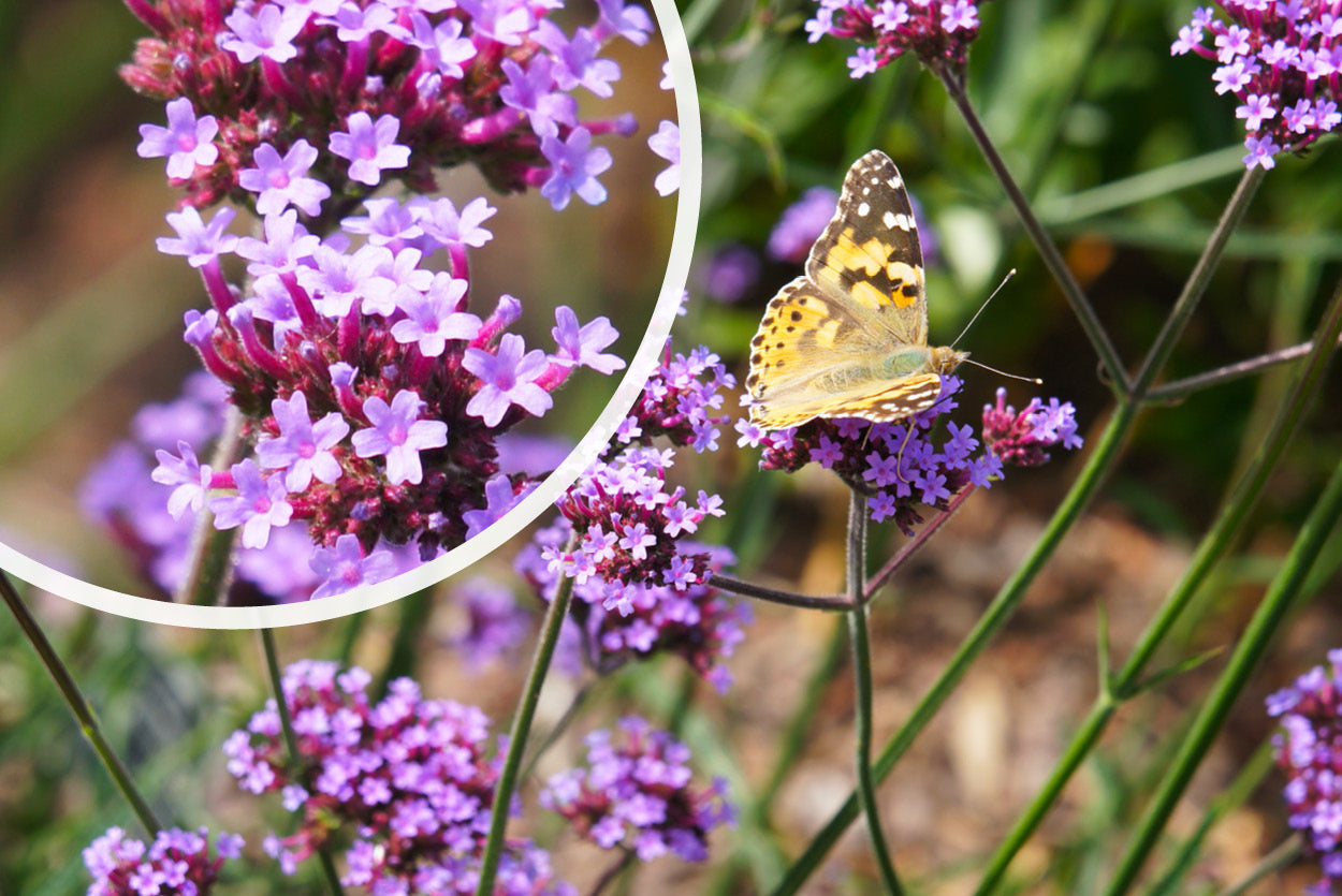 IJzerhard - Verbena bonariensis 'Lollipop' plant kopen