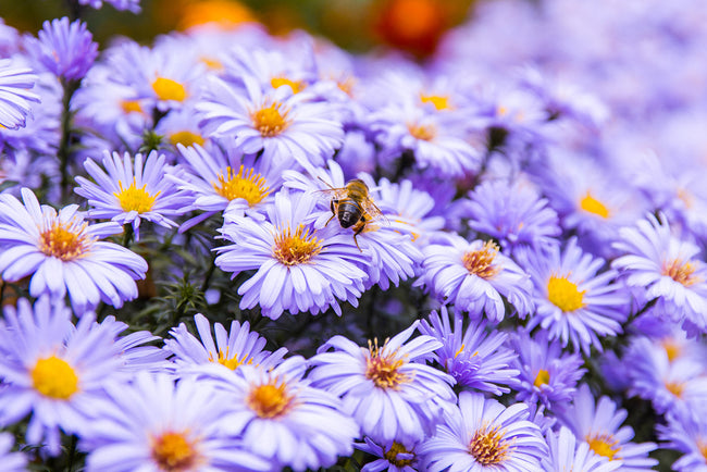 Alles over aster planten in de tuin