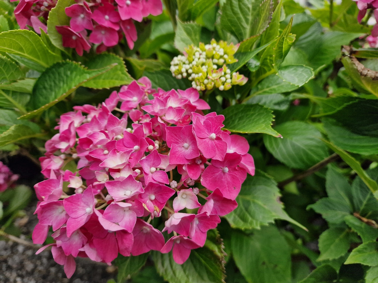 Deze planten worden schaars in 2025