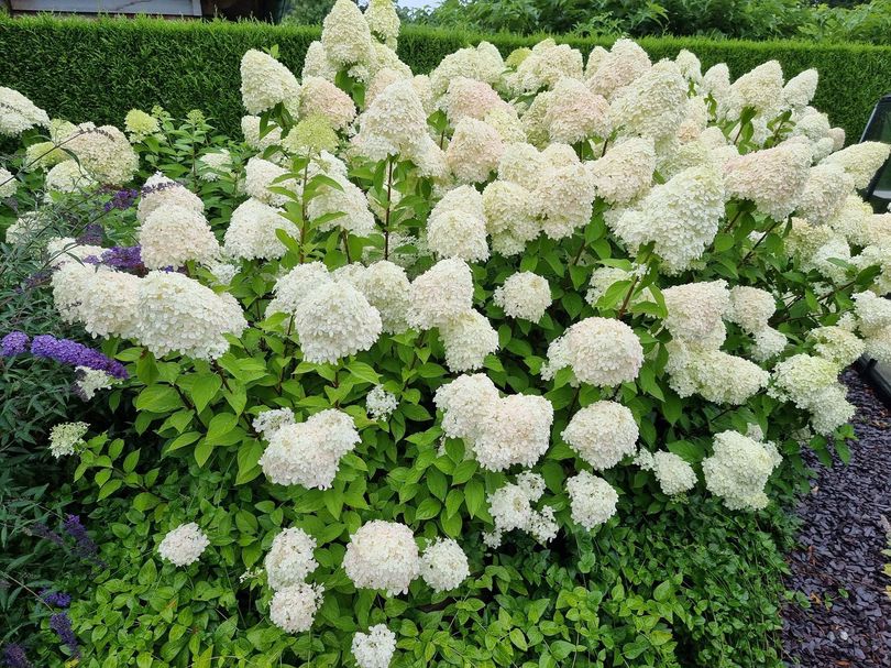 Pluimhortensia-Hydrangea-Paniculata.jpeg