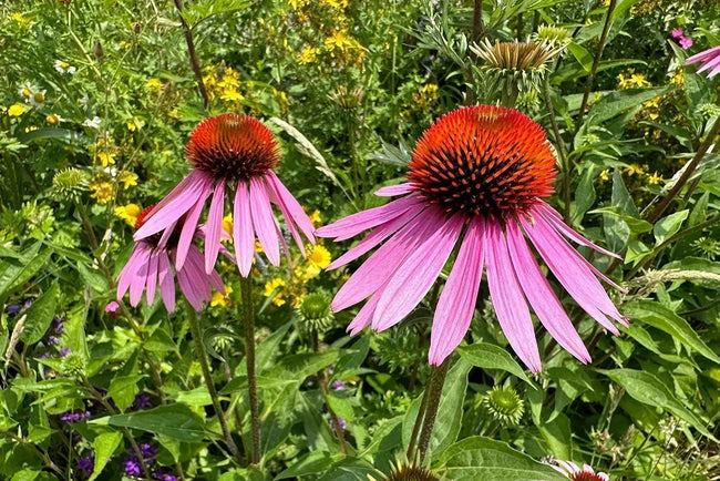 Zonnehoed 'Echinacea' planten in de tuin? Tips en voorbeelden