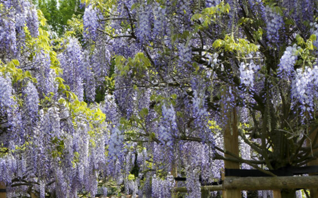 Blauwe regen - Wisteria Sinensis 