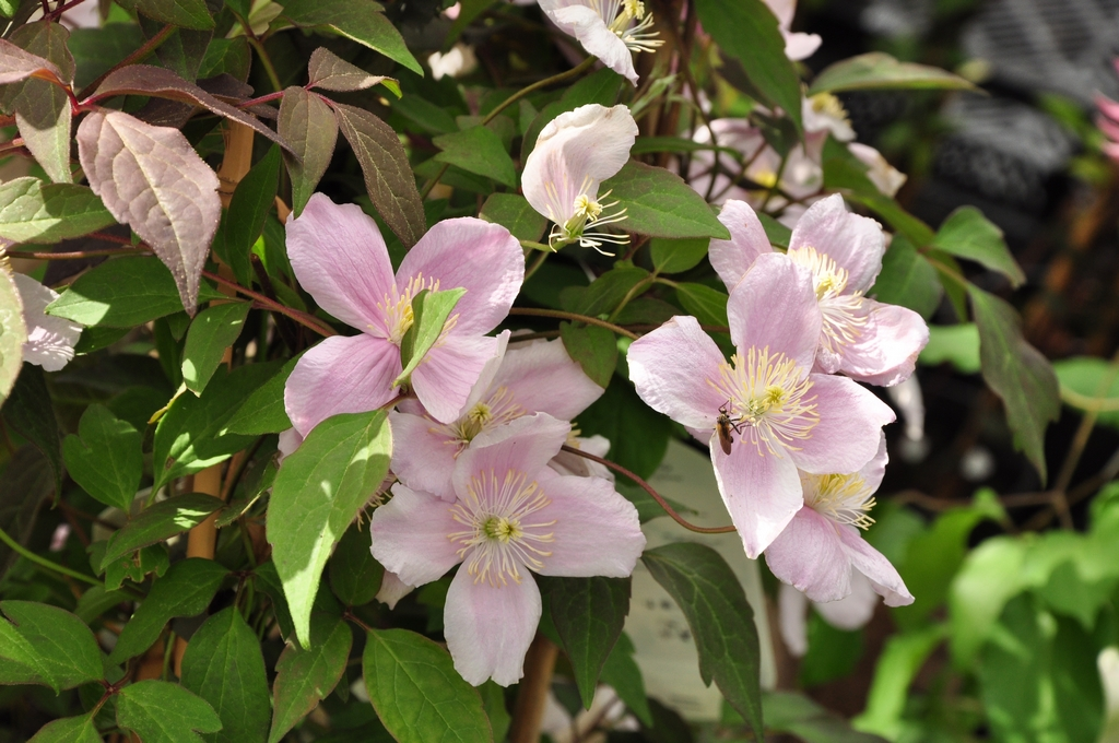 clematis.jpeg