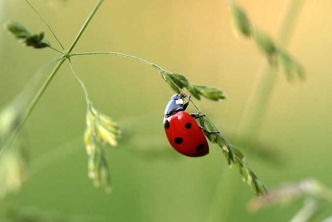 Biodiversiteit in de tuin