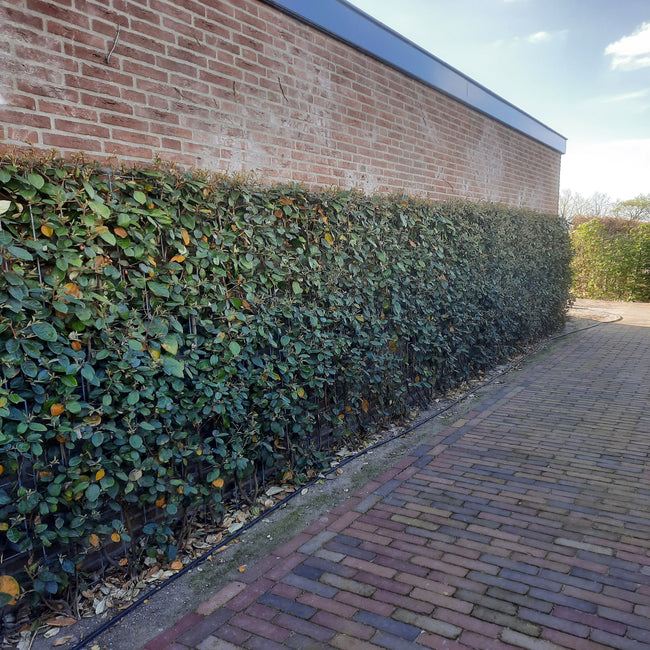 Welke vaste planten, struiken en bomen doen het goed in Noord Holland?