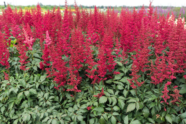 Welke vaste planten, struiken en bomen doen het goed in Zeeland?