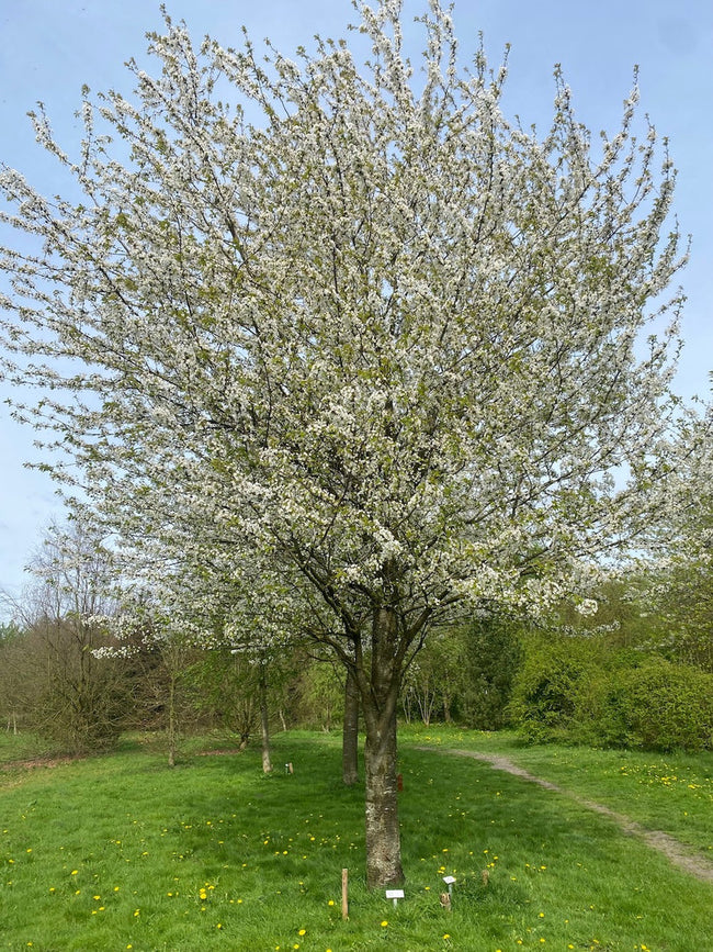 Welke vaste planten, struiken en bomen doen het goed in Limburg?
