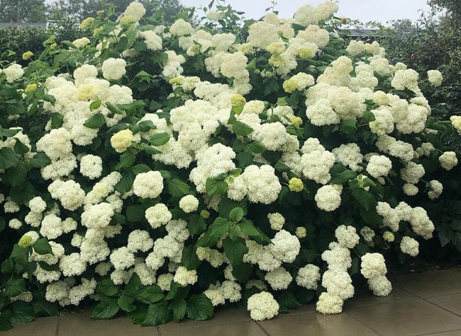 Hortensia Annabelle - Grote bloemen