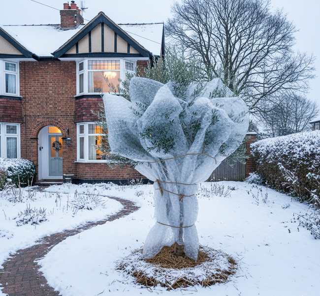 Hoe tuinplanten en struiken beschermen tegen vorst en sneeuw