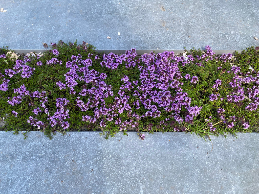 flagstones tuinpad met lage tuinplantjes