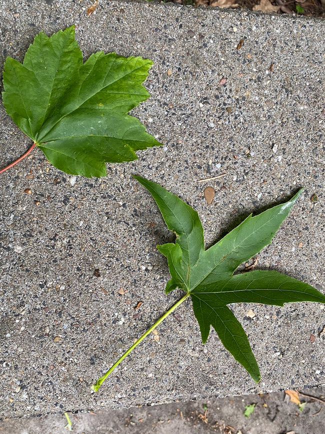 verschil blad amber en esdoorn