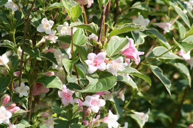 Weigelia's tuinplanten