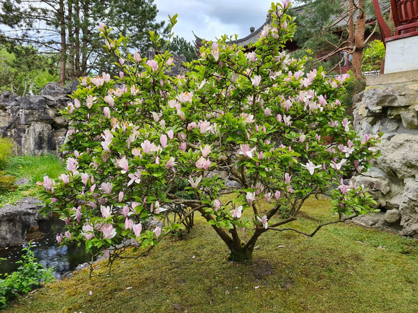 Beverboom Magnolia bomen