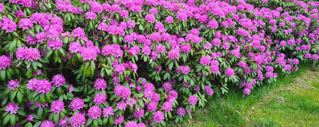 Rododendron 'Rhododendron'