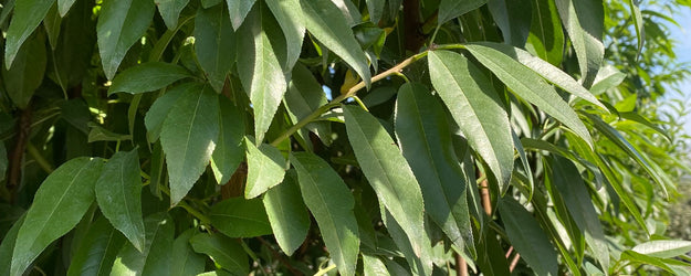 Amandelboom 'Prunus dulcis'