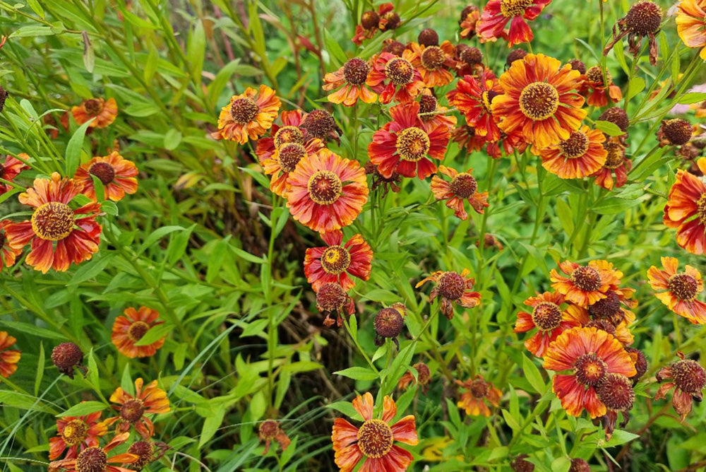 Zonnekruid 'Helenium' kopen bloeiende vaste planten border