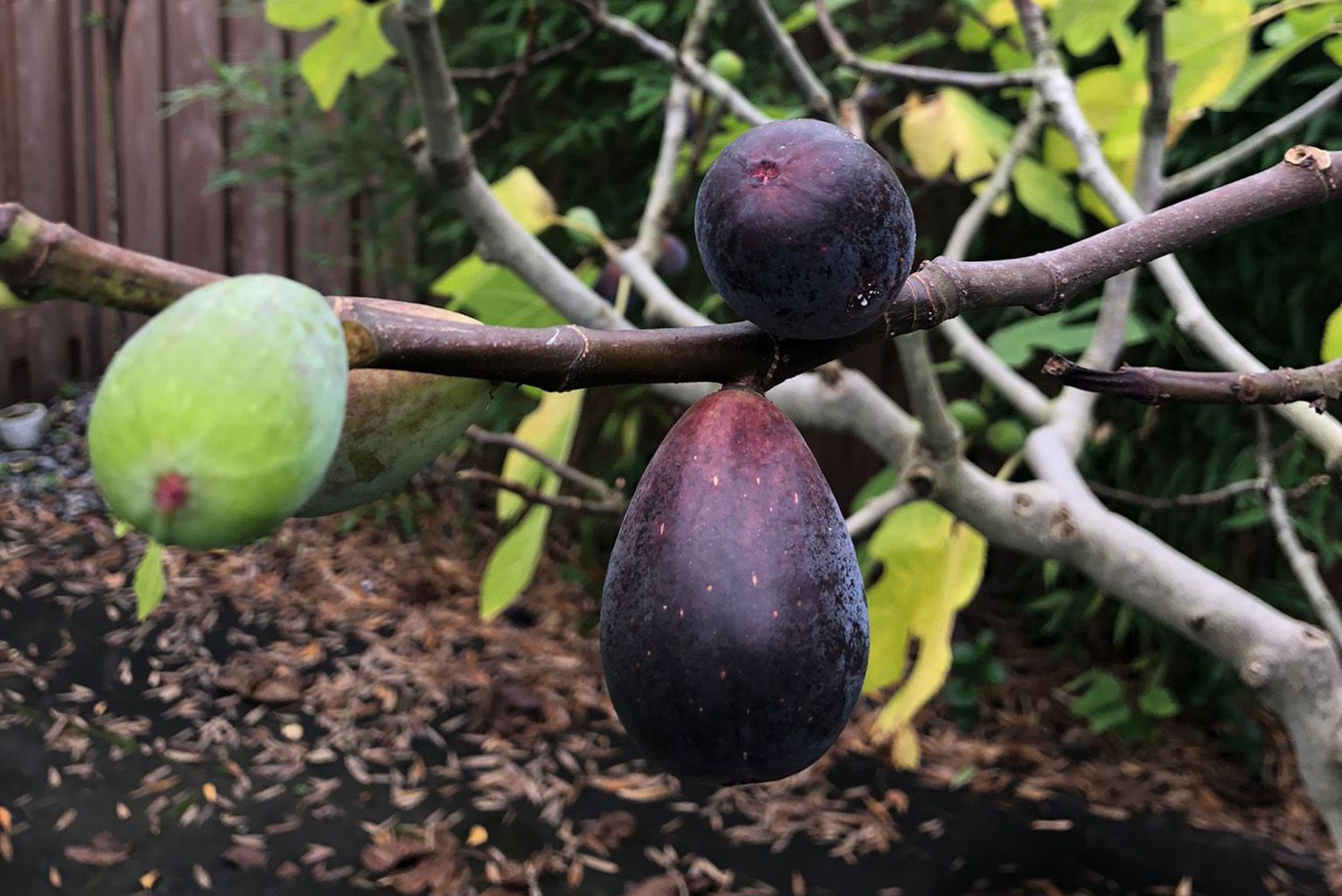 Vijgen Tree Vijgenstruik en vijgenboom soorten - Vijgen Ficus planten kopen