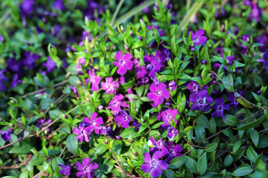 Borderpakketten - Maagdenpalm - Vinca