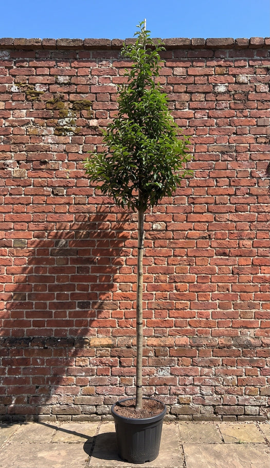 Bomen op stam - Hoogstam bomen