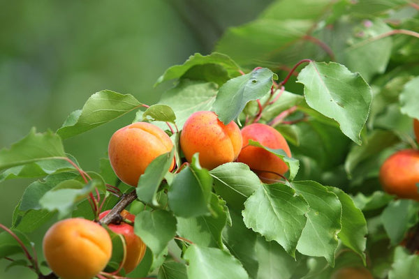 Abrikozenbomen 'Prunus armeniaca'