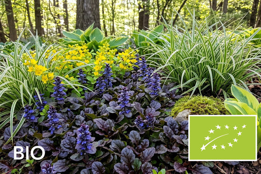 Biologische wintergroene planten: bio zenegroen, zegge en hosta in een schaduwborder, EU-biologisch gecertificeerd (Skal 116581)