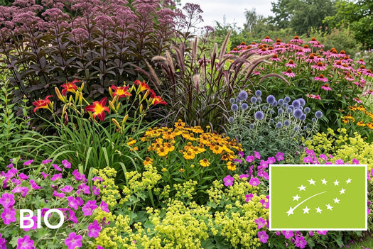 Biologische langbloeiers: bio border met daglelie, zonnekruid en kogeldistel, EU-biologisch gecertificeerd (Skal 116581)