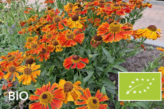 Biologische planten met oranje bloemen: bio zonnekruid 'Moerheim Beauty', EU-biologisch gecertificeerd (Skal 116581)