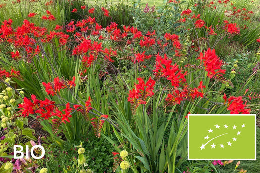 Biologische planten met rode bloemen: bio montbretia 'Lucifer', EU-biologisch gecertificeerd (Skal 116581)