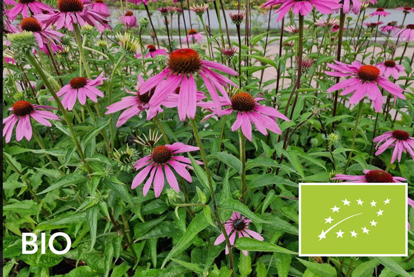Biologische planten met roze bloemen: bio rode zonnehoed (Echinacea), EU-biologisch gecertificeerd (Skal 116581)