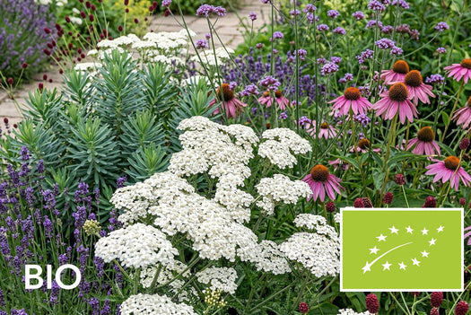 Biologische planten met witte bloemen: bio duizendblad in een zomerborder, EU-biologisch gecertificeerd (Skal 116581)