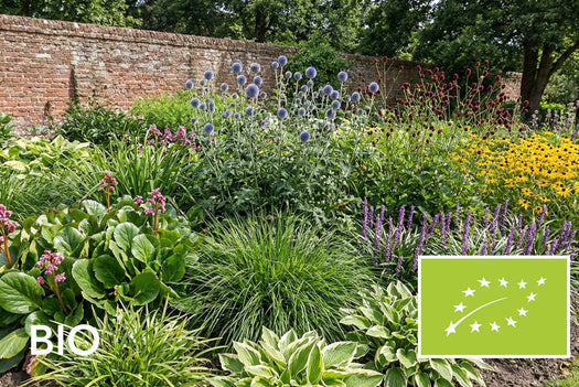 Biologische vaste planten en siergrassen kleigrond: EU-biologisch gecertificeerd (Skal 116581)