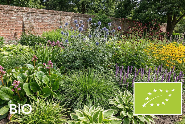Biologische vaste planten en siergrassen kleigrond: EU-biologisch gecertificeerd (Skal 116581)