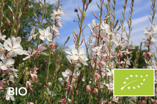 Biologische vaste planten halfschaduw: EU-biologisch gecertificeerd (Skal 116581)