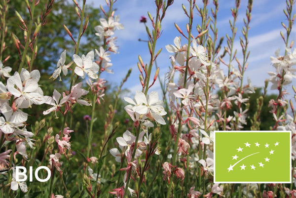Biologische vaste planten halfschaduw: EU-biologisch gecertificeerd (Skal 116581)
