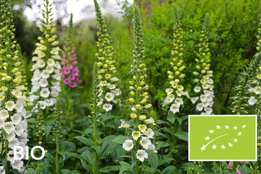 Biologische vaste planten schaduw: EU-biologisch gecertificeerd (Skal 116581)