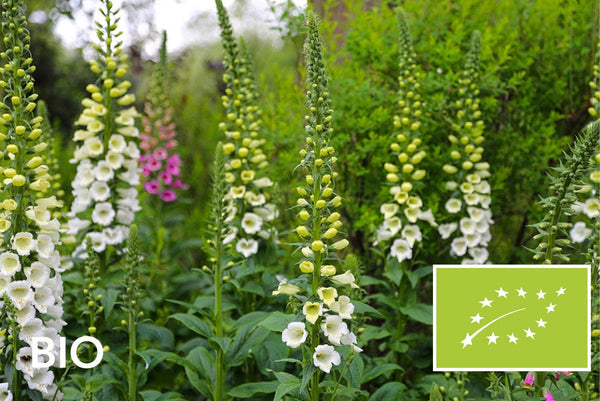 Biologische vaste planten schaduw: EU-biologisch gecertificeerd (Skal 116581)