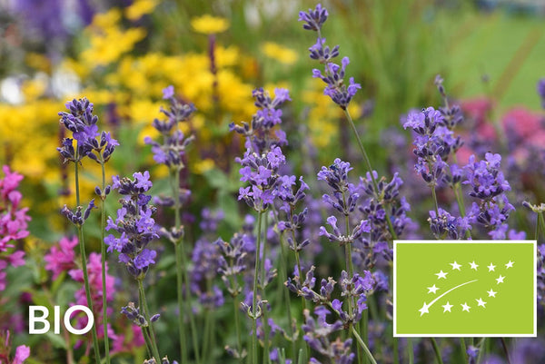 Biologische vaste planten volle zon: EU-biologisch gecertificeerd (Skal 116581)