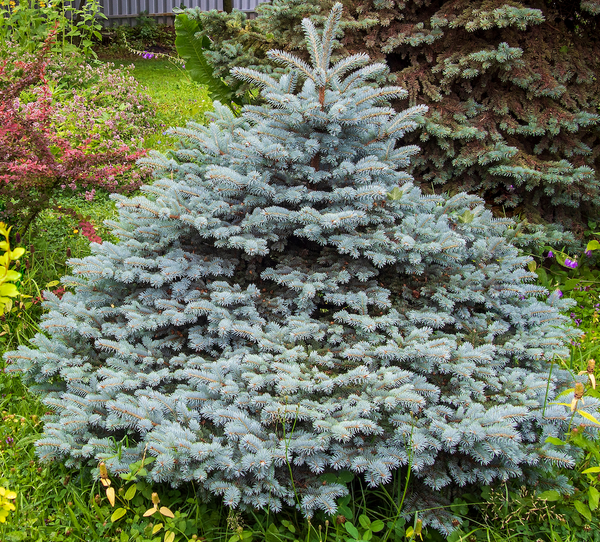 Blauw spar - Picea pungens Glauca