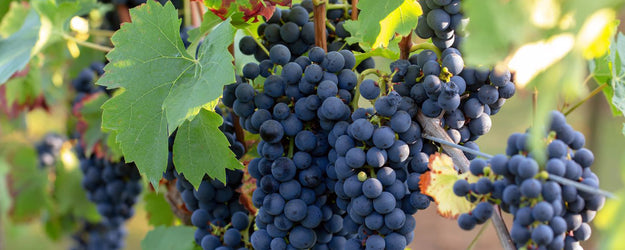 Druivenstruiken 'Vitis vinifera'