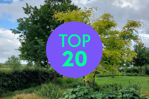 Top 20 populaire bomen