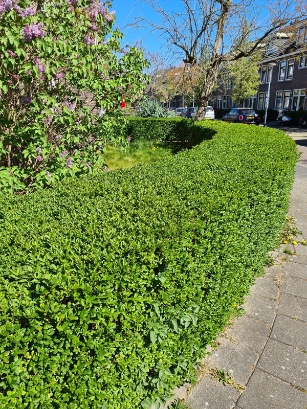 Haagplanten voor droge grond