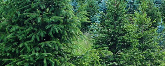 Fijnspar - Picea Abies